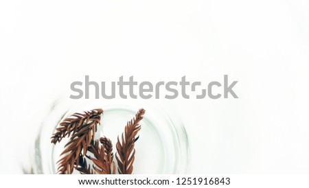 a piece of dry pine tree branch in glass bottle