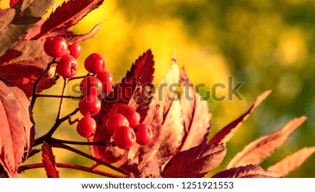 Red leaves and berries of rowan. Autumn in Siberia. Tomsk
