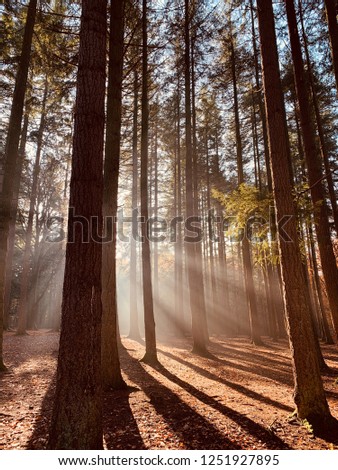 Sunrays shining through the trees