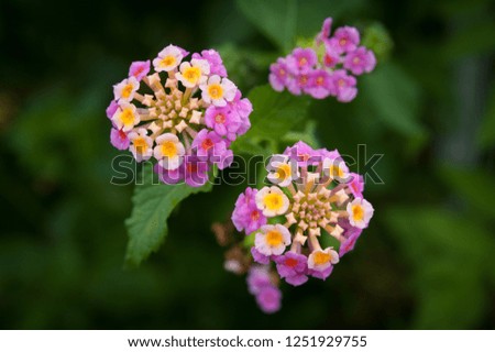 The beauty of the flower of the ornamental shrub Lantana camara with raindrops. Close up. Copy the space. Isolated on blurred background of green leaves.
