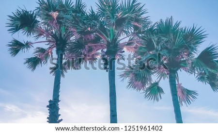 silhouettes of palm trees on the background of a clear sky, pastel toning