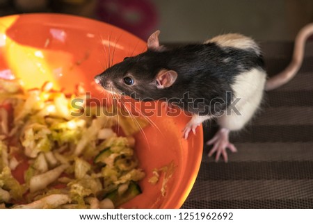 A rat sits on a table near a plate of food. Animal gray rat close-up sitting on a table