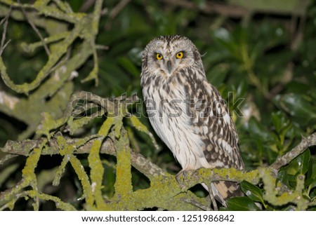 short-eared owl in a green background