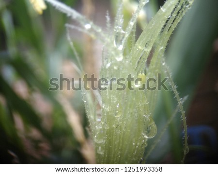 Macro Leaf Wet