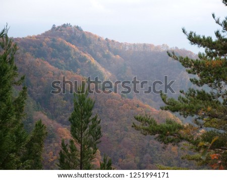 Autumn forest in Japanese mountains