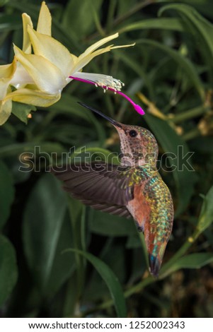 Allen's Hummingbird (Selasphorus sasin) female in garden, Los Angeles, California, USA