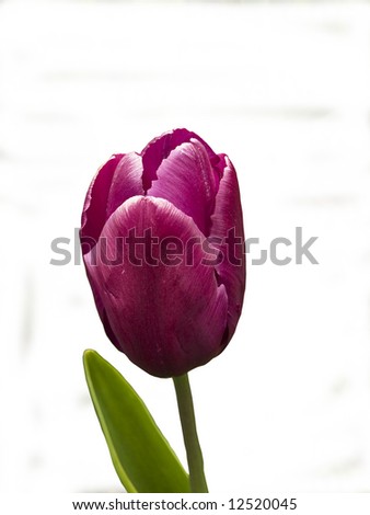 Single Late purple tulip Greuze, isolated over white Royalty-Free Stock Photo #12520045
