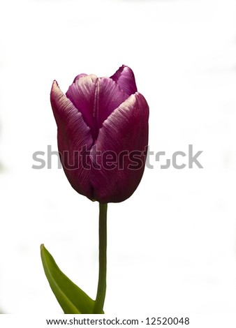 Single Late tulip Greuze, isolated over white Royalty-Free Stock Photo #12520048