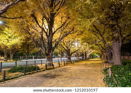 Japanese landscape, the ginkgo bunches of aoyama gaien night view in autumn colors at tokyo