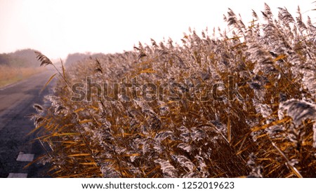 Icy weeds by road
