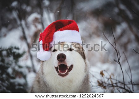 Close-up Portrait of beautiful, funny and happy Siberian Husky dog sitting in the winter fairy forest and wearing santa claus hat on white snow background. Husky is ready to christmas celebration
