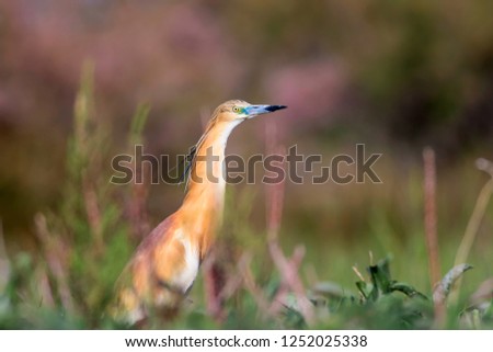 Heron. Nature background. Bird: Squacco Heron. Ardeola ralloides