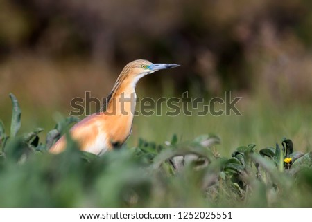 Heron. Nature background. Bird: Squacco Heron. Ardeola ralloides