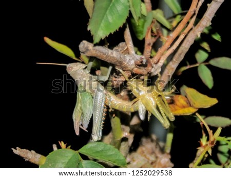 A close-up photograph of a grasshopper shedding its exoskeleton from a branch in Brisbane, Australia. 