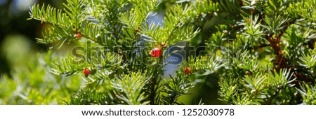 Taxus baccata European yew  ( English yew ) with poisonous red ripened berry fruits in winter