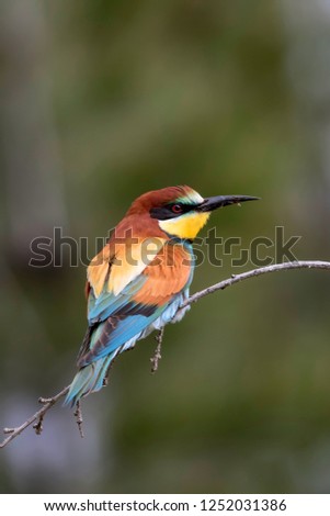Colorful bird. Green nature background. Bird: European Bee eater. Merops apiaster. 