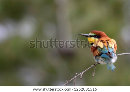 Colorful bird. Green nature background. Bird: European Bee eater. Merops apiaster. 