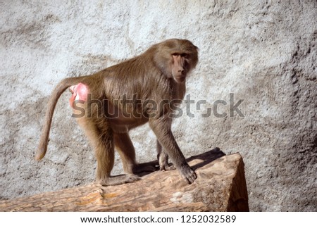 Big brown baboon or pavian monkey in on trunk on gray rock background.