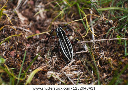Dorcadion tianshanskii, bugs, beetle, insects