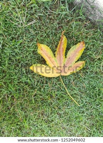 Maple leaves on a green lawn.Merry Christmas .