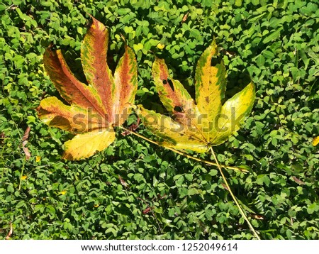 Maple leaves on a green lawn.Merry Christmas .