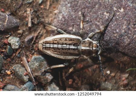 Dorcadion crassipes, bugs, beetle, insects