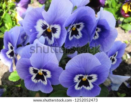 macro photo with decorative background texture of beautiful velvety petals of bright flowers of herbaceous plant violets tricolor for greening and garden landscape design as a source for prints