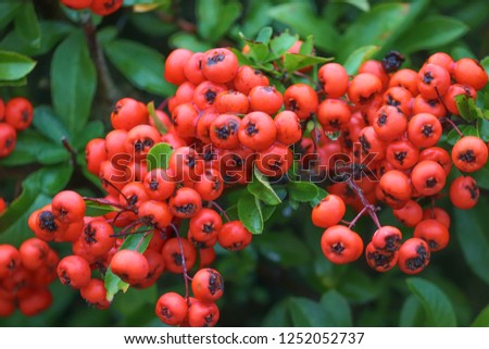 berries of a red fire bush
