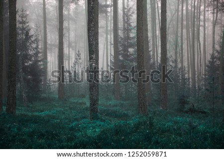  autumn forrest  in a foggy morning Royalty-Free Stock Photo #1252059871