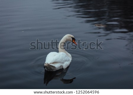 white swan on Forest Lake