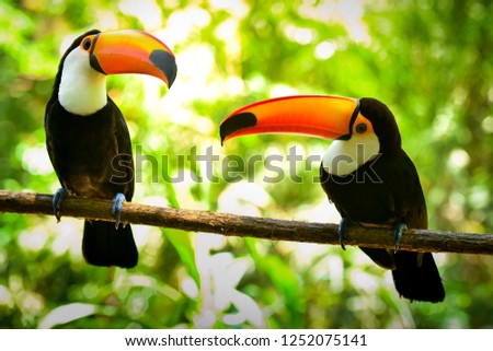 Two Toco Toucan Birds on the Branch in the Forest