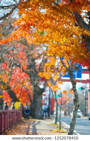 Red maple tree in autumn season at Nikko,Japan