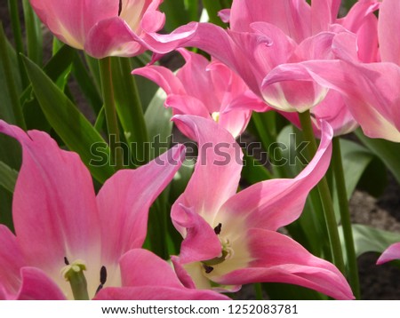 Pink curly tulips