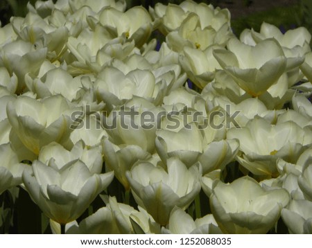 Champagne coloured tulips