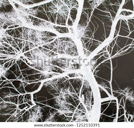 The negative of a digitally manipulated photograph of a tree's silhouette. 