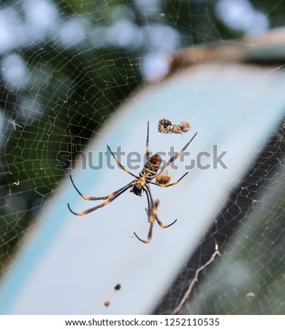 A detailed ventral view of a Golden Orb-Weaver Spider (Nephila plumipes) in its web in Brisbane, Australia.