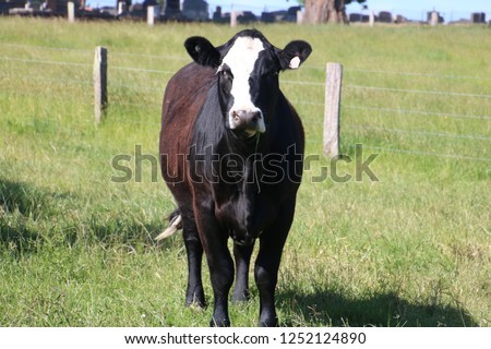 angus cross cow just standing in paddock