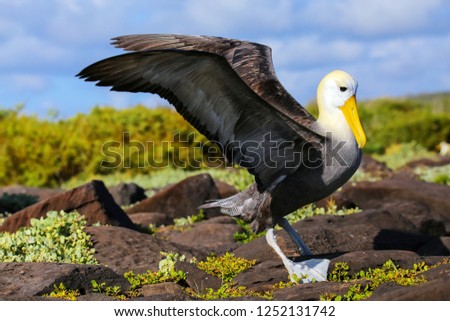 Waved albatross spreading its wings, Espanola Island, Galapagos National park, Ecuador. The waved albatross breeds primarily on Espanola Island. Royalty-Free Stock Photo #1252131742