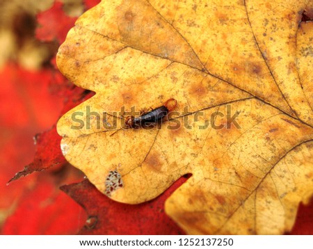 European earwig (Forficula auricularia) on a colorful oak leaf        