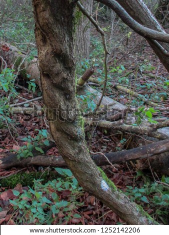 Twisted brown tree branch in the shape of a mans face, arms and body.