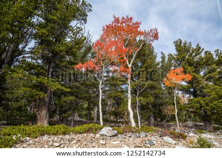 In the Great Basin National Park at nearly 10,000 ft elevation, the leaves change in September to yellow, orange and red. These three small trees have gone to red in front of an evergreen grove.

