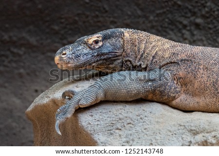 Komodo dragon close-up portrait. Komodo monitor (Varanus komodoensis), the largest lizard, lying on stone.