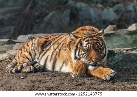Tiger sleeping with head on crossed paws. Malayan tiger (Panthera tigris) lying on the ground with blurred stones in background. Royalty-Free Stock Photo #1252143775