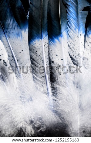 A close up photo of Native American Indian feathers in blue and white.