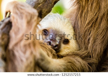 Two-toed sloth sleeping upside down in a tree near Playa Matapalo, Costa Rica
