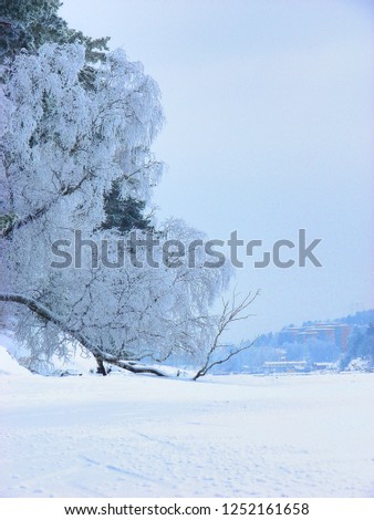 Frozen lake and frozen tree in Stockholm suburb in Sweden. Picture taken in a clear day when the ice is strong enough to walk or ice-skate on the lake. Calm icy white nature outdoor background pic.
