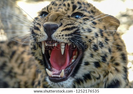 Beautiful leopard roars