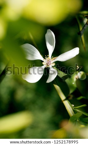 Macro shot of a lemon flower in bloom on a branch in green fruit forest plantation - image alternative healthcare, spa, beauty procedures and food processing - seen through leaves scent