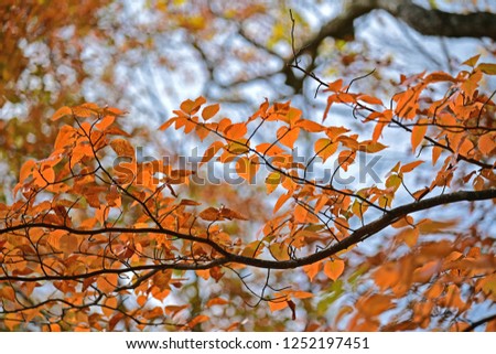 Beautiful autumn leaves of beech (Buna) shining in sunlight