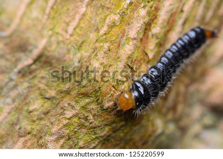 close up of tropical caterpillar on a tree